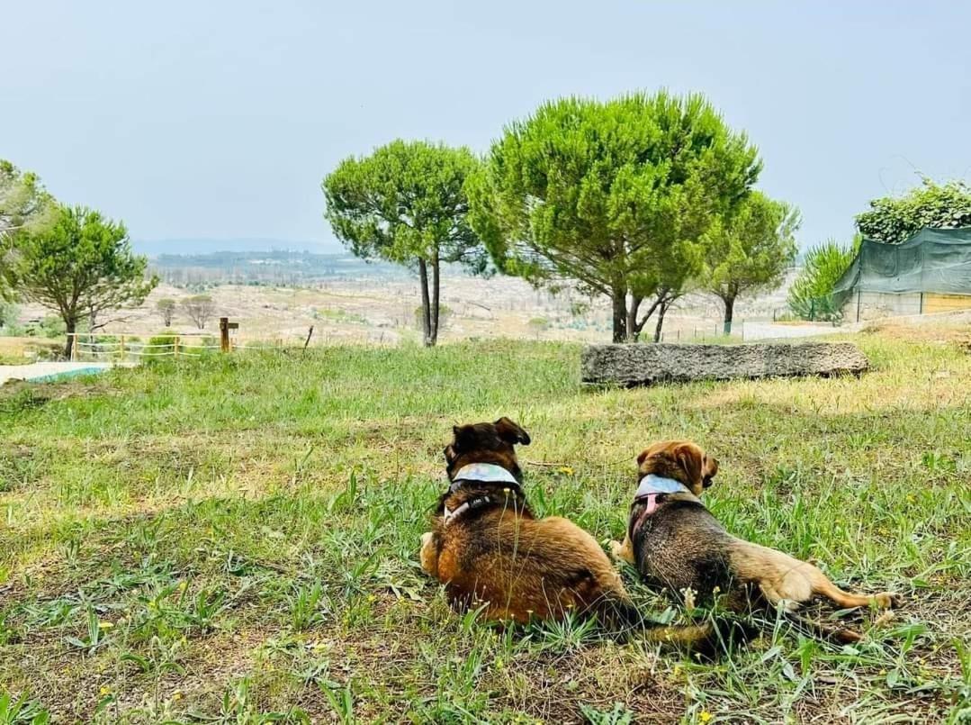 Casas De Campo Villa D'Almeida Travancinha エクステリア 写真
